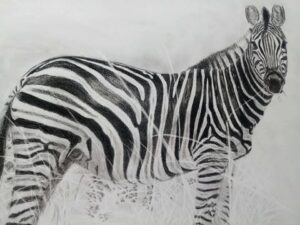 desenho realista de uma zebra